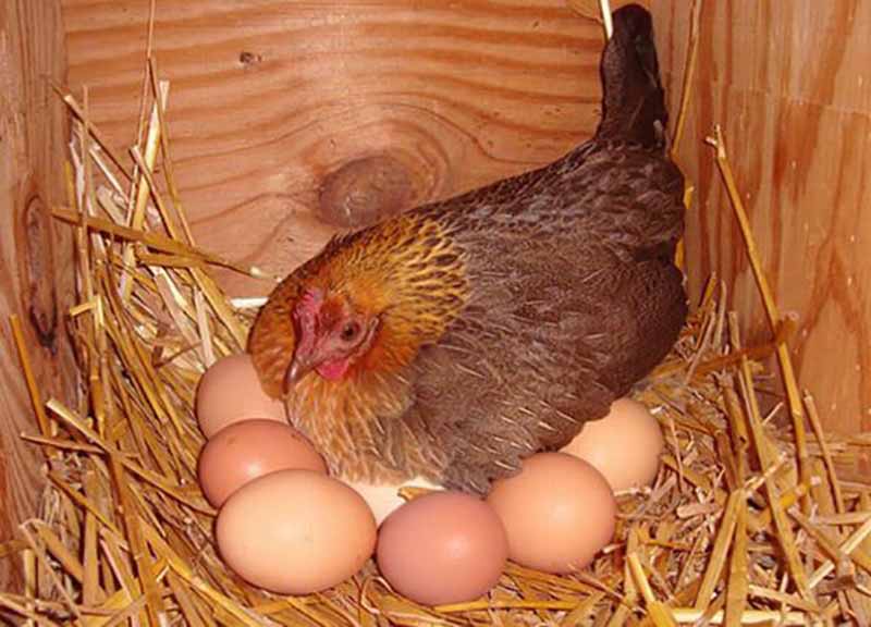 Mơ thấy gà mái đang ấp trứng