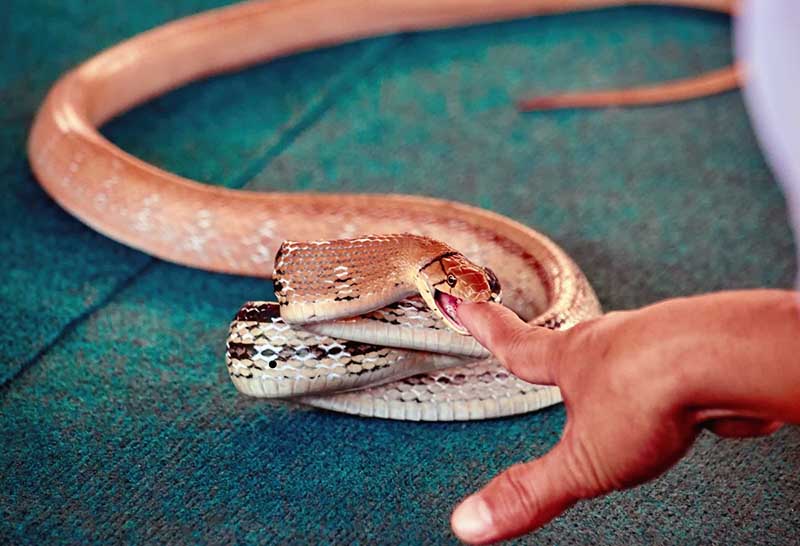 Mơ rắn cắn sẽ đe dọa đến sức khỏe